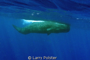 Sperm Whale starting her dive by Larry Polster 